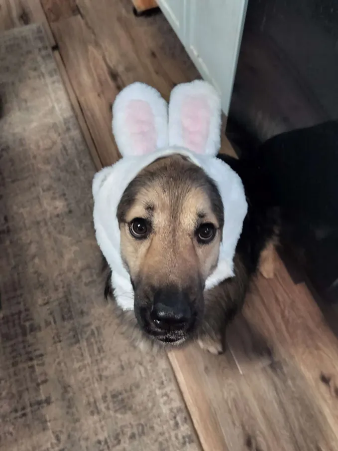 Little dog wearing bunny ear headband
